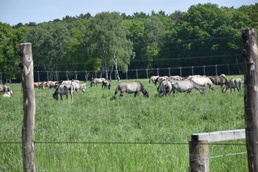 Dülmen wild horses