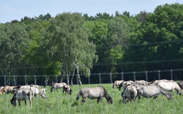 Bits of the Benelux: Dülmen wild horses catch public attention