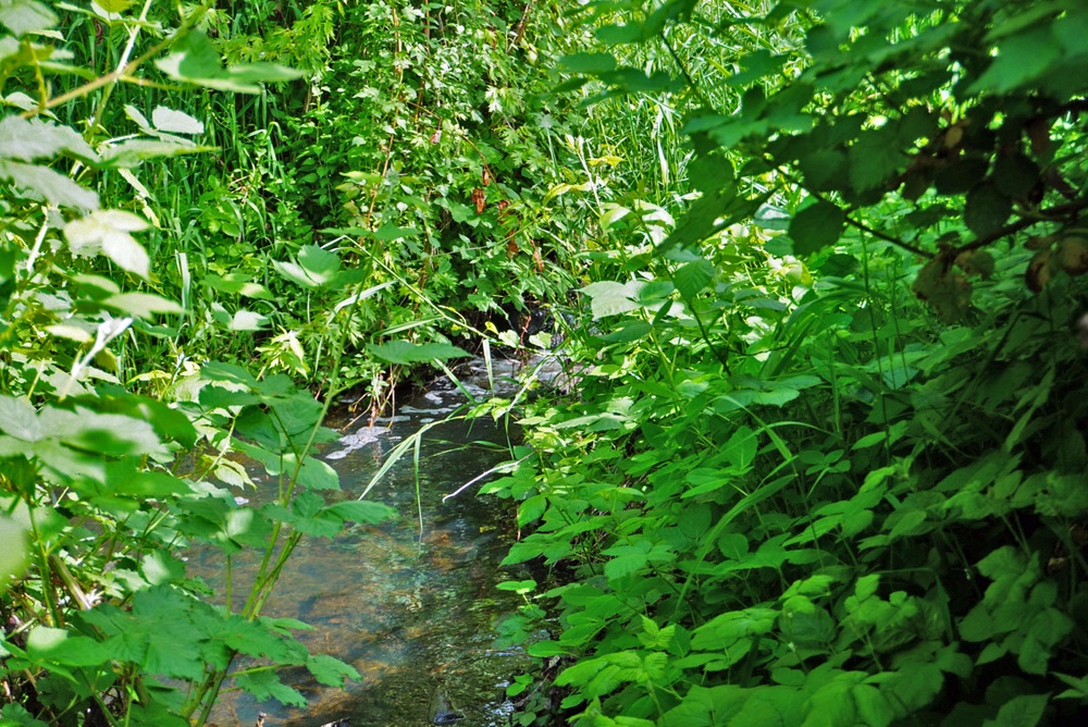 Mountlake Terrace Ballinger Park Aquatic Ecosystem Restoration Project