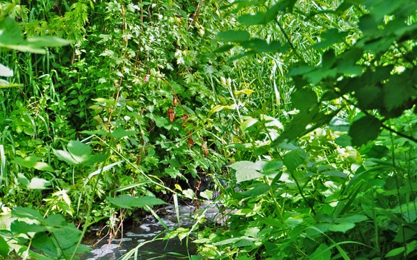 Mountlake Terrace Ballinger Park Aquatic Ecosystem Restoration Project