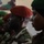 Forces Armées Nigériennes graduate first Detachment of Influence class