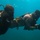 Caribbean Coastal Warrior: Buddy Dives Caribbean Coastal Warrior: Buddy Dives