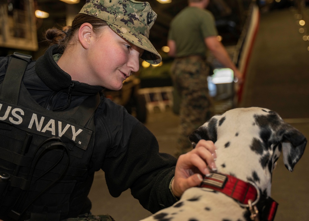Fleet Week New York 2023 Meet Tank the Dalmation