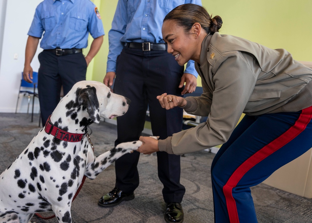 Fleet Week New York 2023 Meet Tank the Dalmation