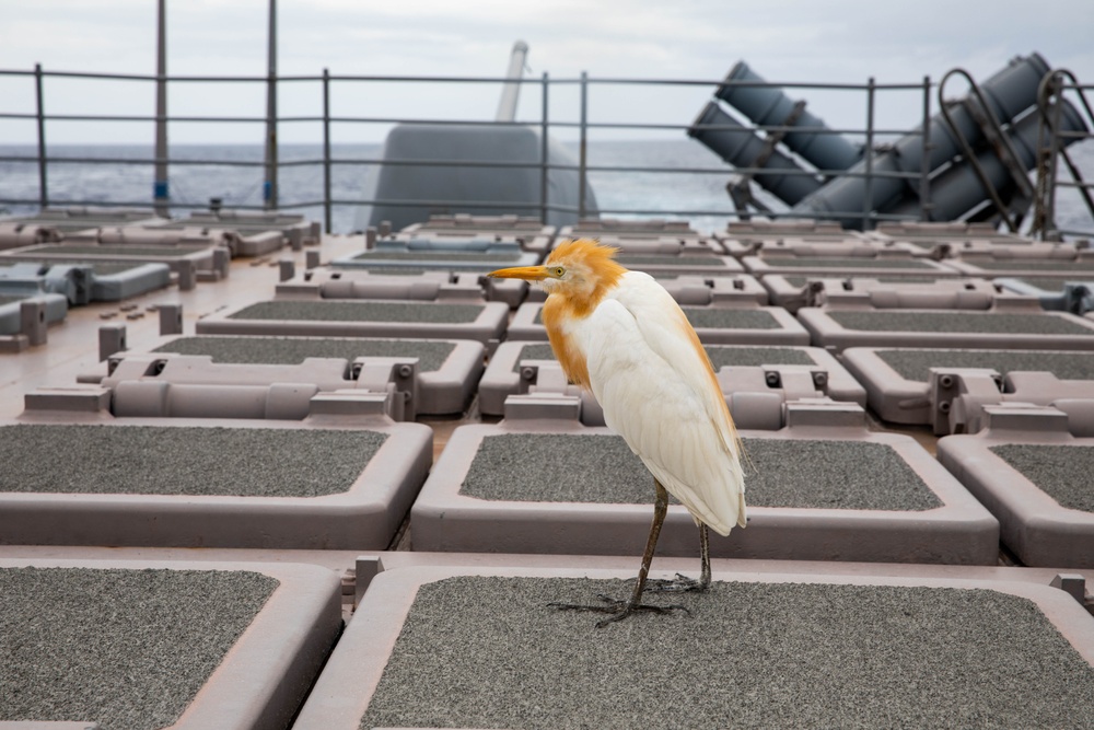 Cattle Egret Visits USS Robert Smalls (CG 62) in the Philippine Sea