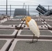 Cattle Egret Visits USS Robert Smalls (CG 62) in the Philippine Sea