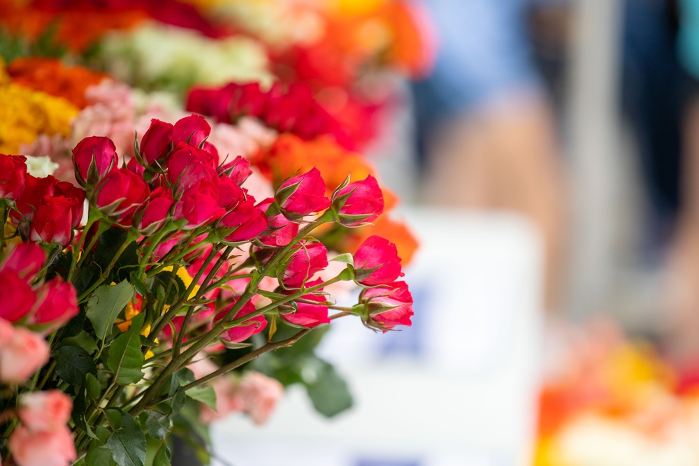 Flowers of Remembrance Day, May 28, 2023