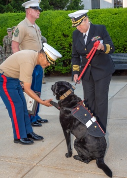 Walter Reed Facility Dog Dillon Honorarily Promoted to Master Sergeant on June 1, 2023