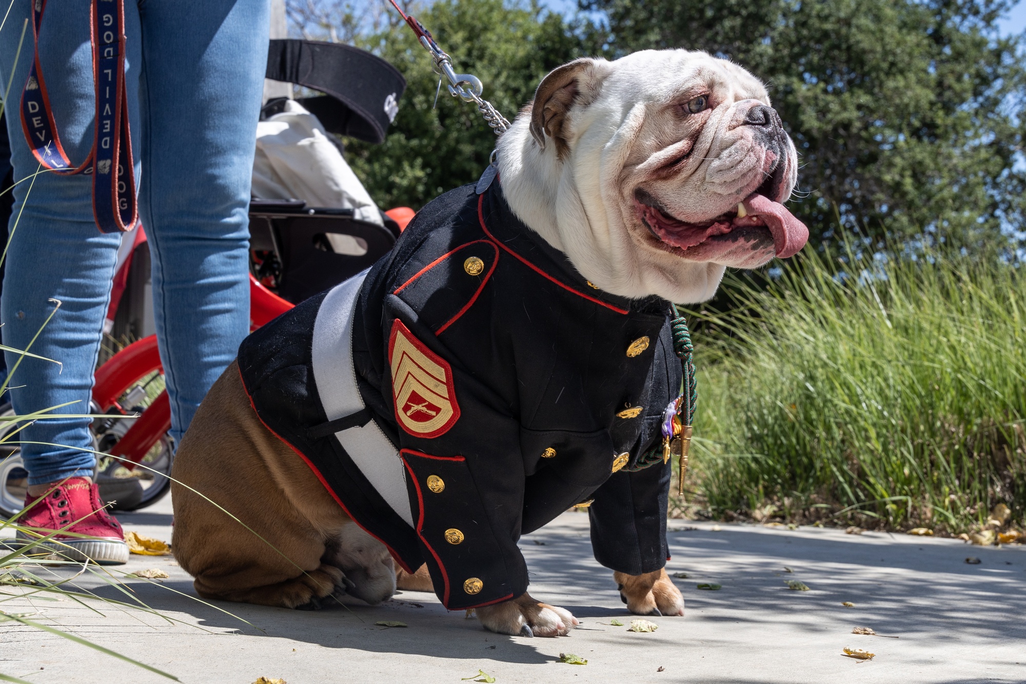 english bulldog dress blues Dog Navy Blue Dress for Small Medium Dogs main image 0