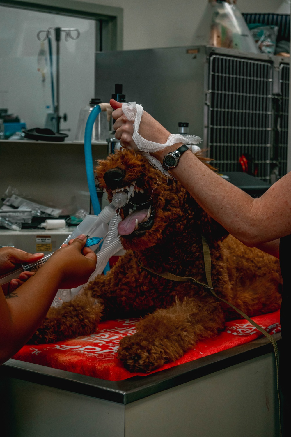 Public Health Activity-Hawaii Personally Owned Animal Spay