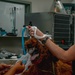 Public Health Activity-Hawaii Personally Owned Animal Spay