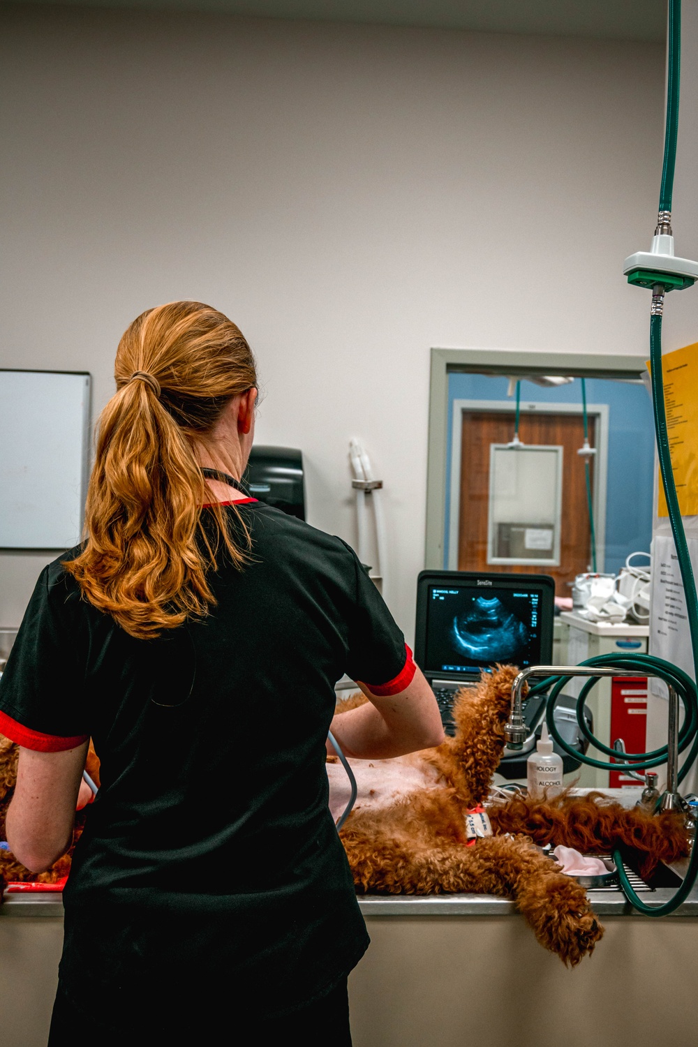 Public Health Activity-Hawaii Personally Owned Animal Spay