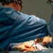 Public Health Activity-Hawaii Personally Owned Animal Spay