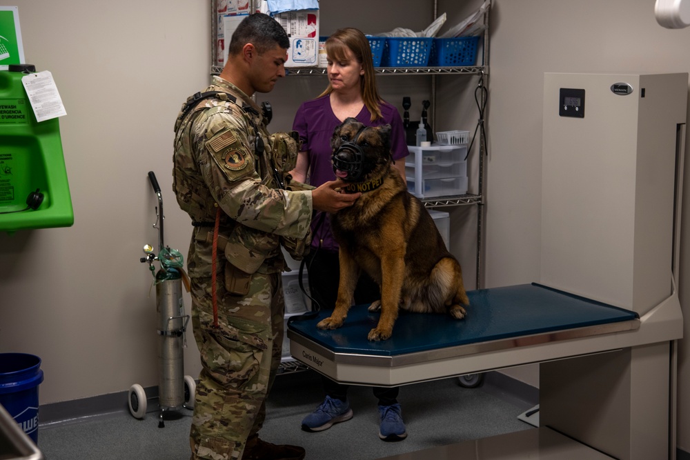 Military Working Dogs receive eye exams