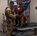 Military Working Dogs receive eye exams