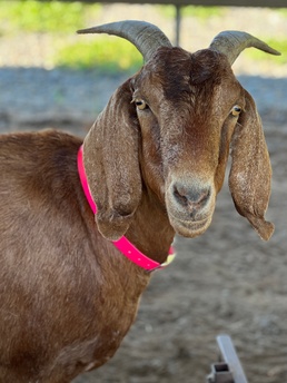 Veterinary Corps vital to Army for 107 years