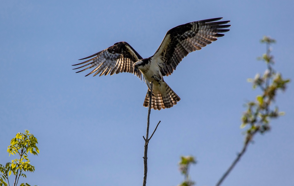 Headwaters Highlight: Rangers welcome bird watchers to Berlin Lake as a growing birding hotspot