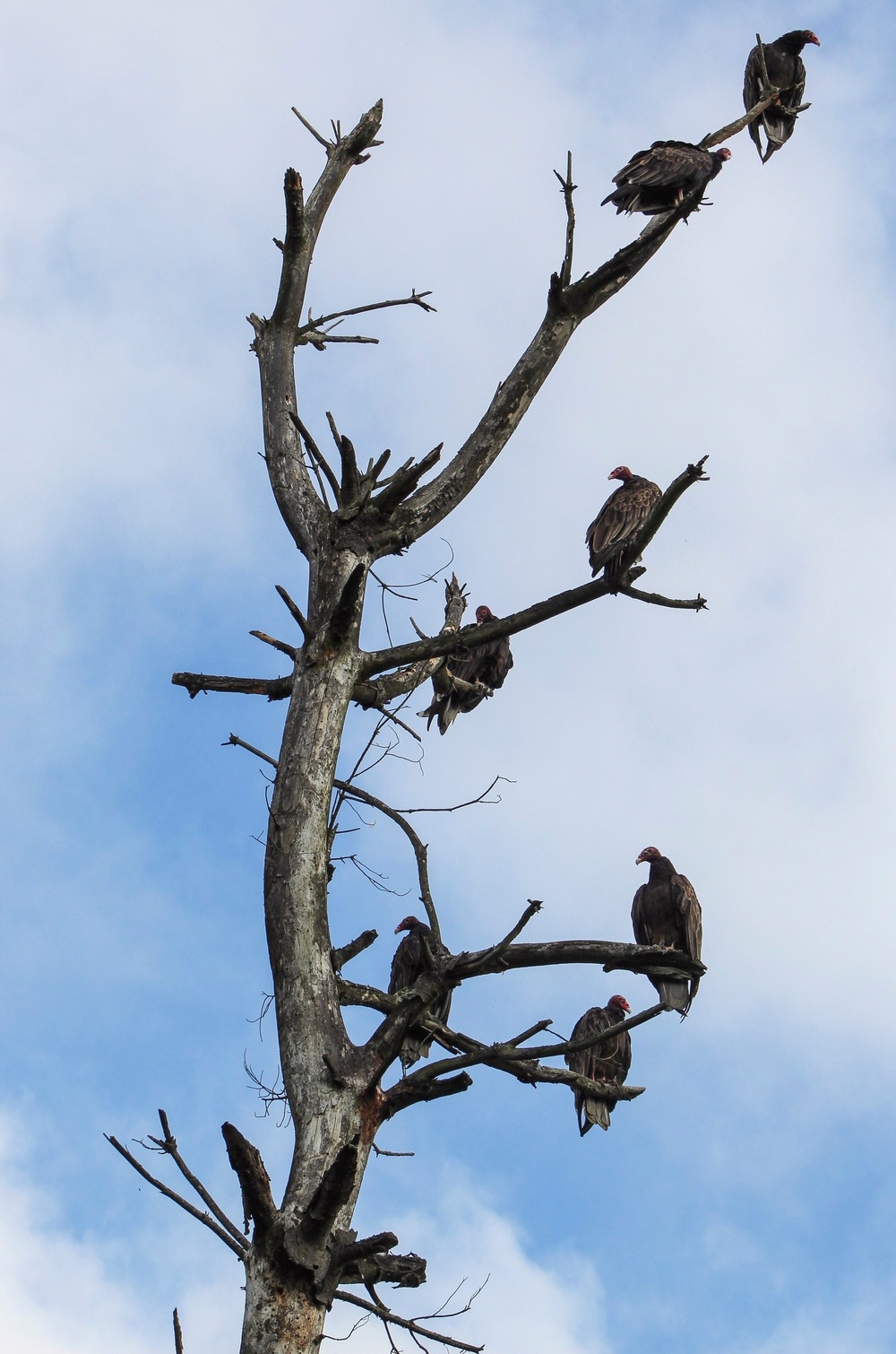 Headwaters Highlight: Rangers welcome bird watchers to Berlin Lake as a growing birding hotspot