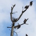 Headwaters Highlight: Rangers welcome bird watchers to Berlin Lake as a growing birding hotspot