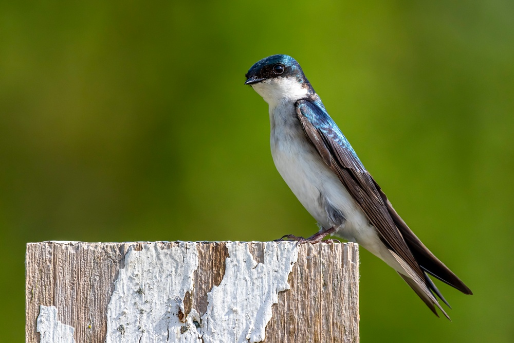 Headwaters Highlight: Rangers welcome bird watchers to Berlin Lake as a growing birding hotspot