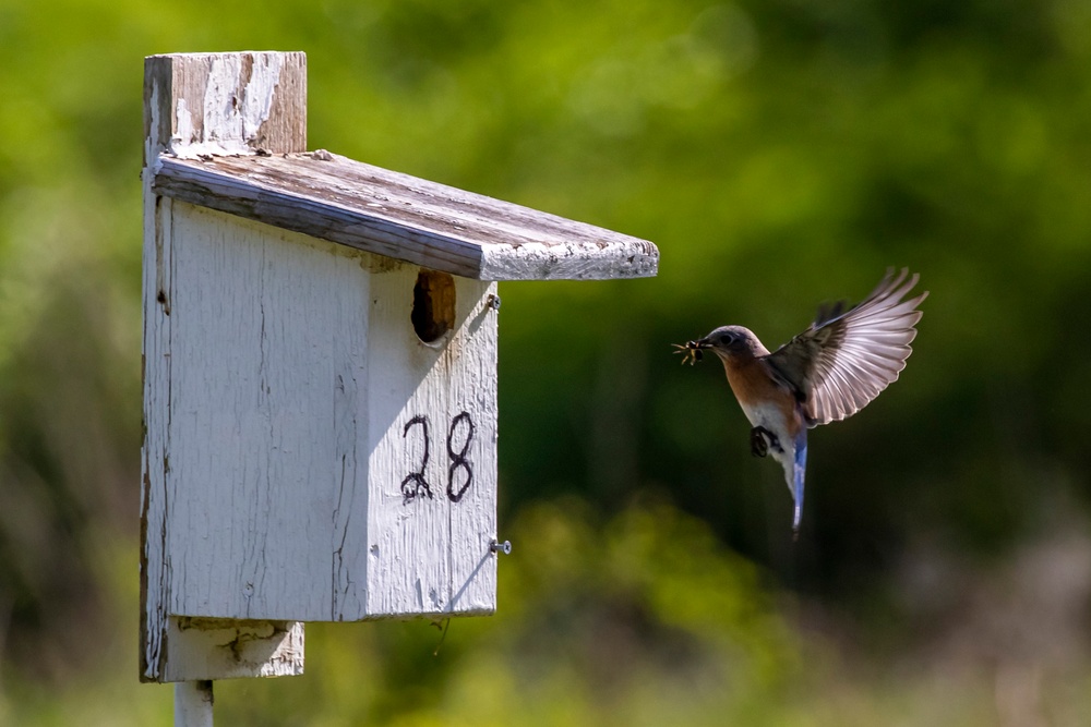 Headwaters Highlight: Rangers welcome bird watchers to Berlin Lake as a growing birding hotspot