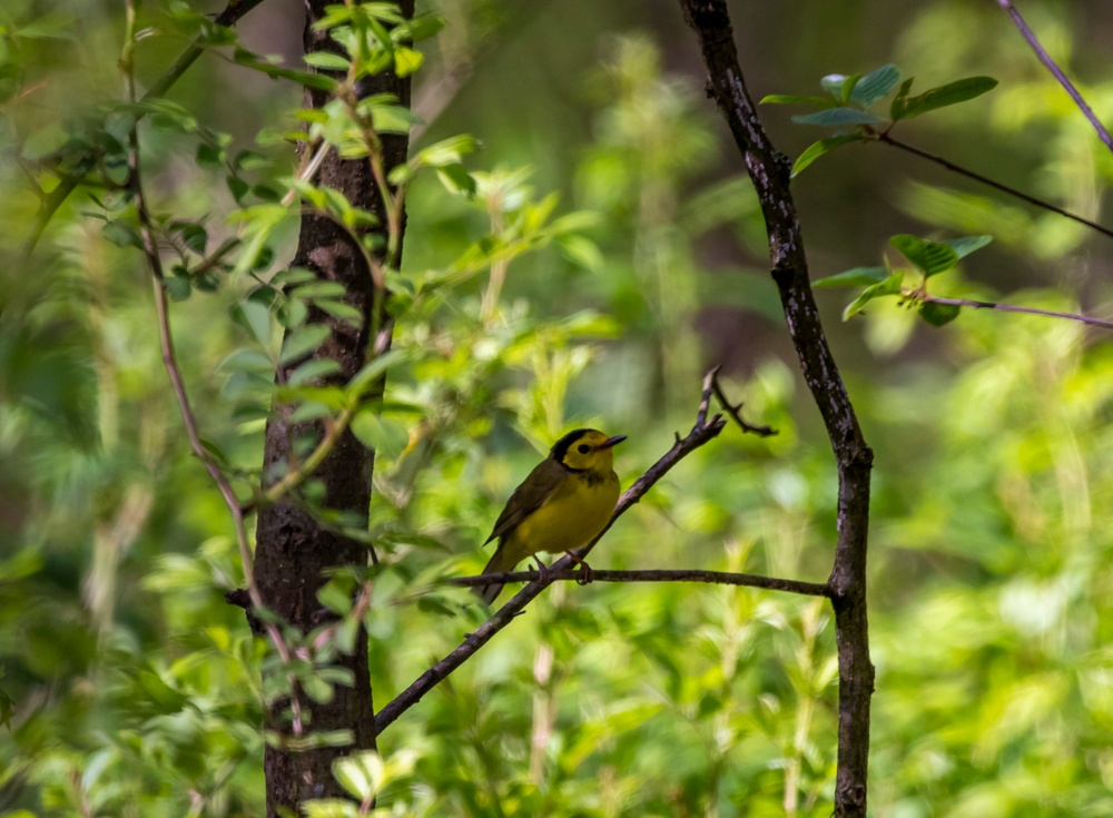 Headwaters Highlight: Rangers welcome bird watchers to Berlin Lake as a growing birding hotspot