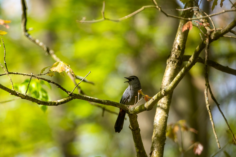 Headwaters Highlight: Rangers welcome bird watchers to Berlin Lake as a growing birding hotspot