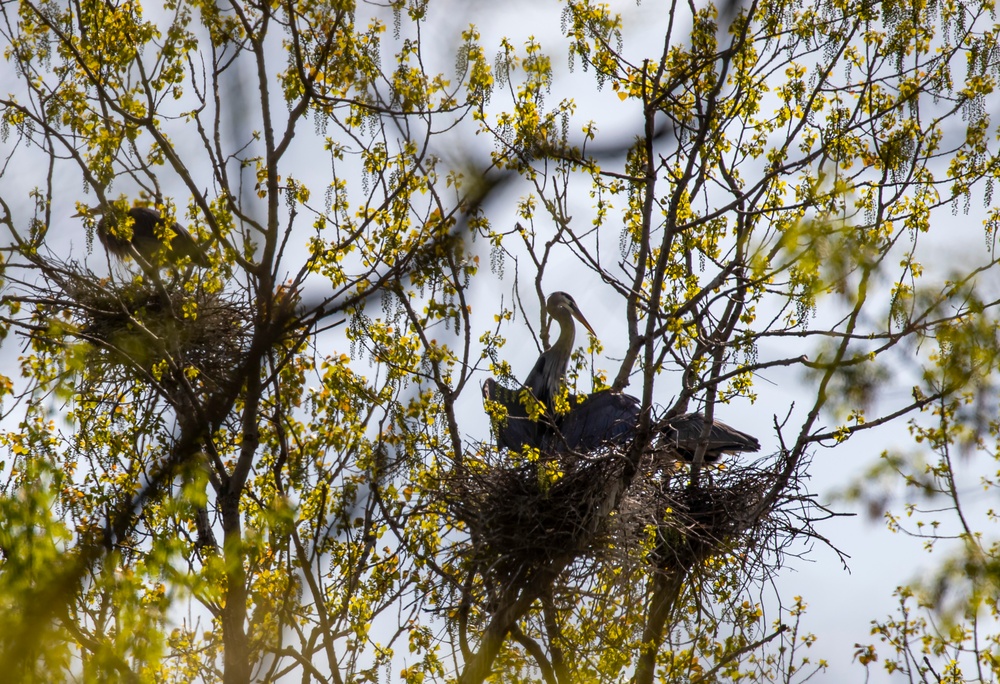 Headwaters Highlight: Rangers welcome bird watchers to Berlin Lake as a growing birding hotspot