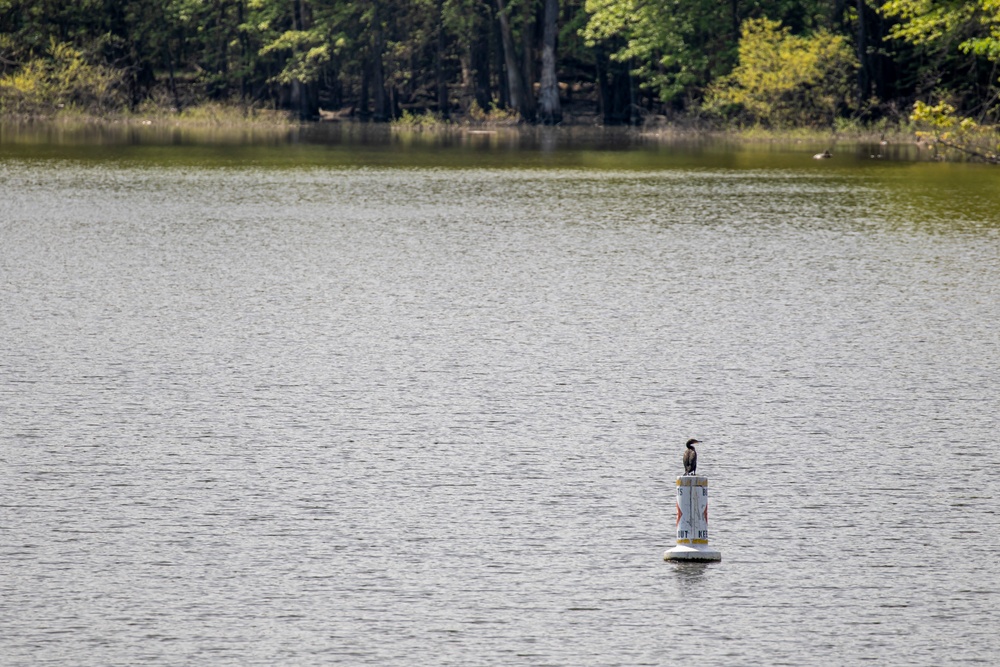 Headwaters Highlight: Rangers welcome bird watchers to Berlin Lake as a growing birding hotspot