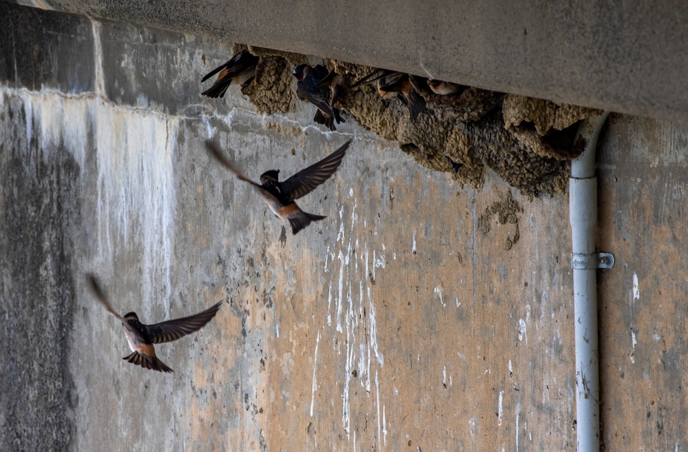 Headwaters Highlight: Rangers welcome bird watchers to Berlin Lake as a growing birding hotspot