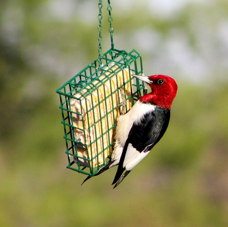 Headwaters Highlight: Rangers welcome bird watchers to Berlin Lake as a growing birding hotspot