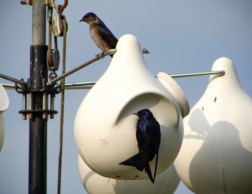 Headwaters Highlight: Rangers welcome bird watchers to Berlin Lake as a growing birding hotspot