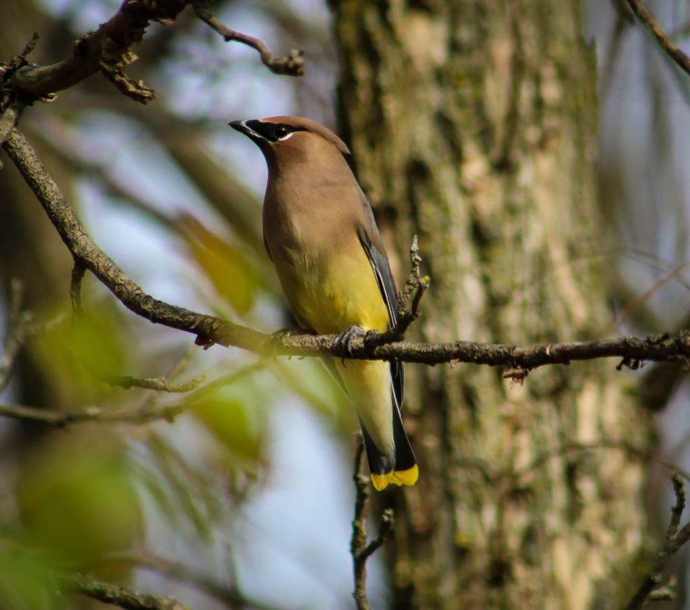 Headwaters Highlight: Rangers welcome bird watchers to Berlin Lake as a growing birding hotspot