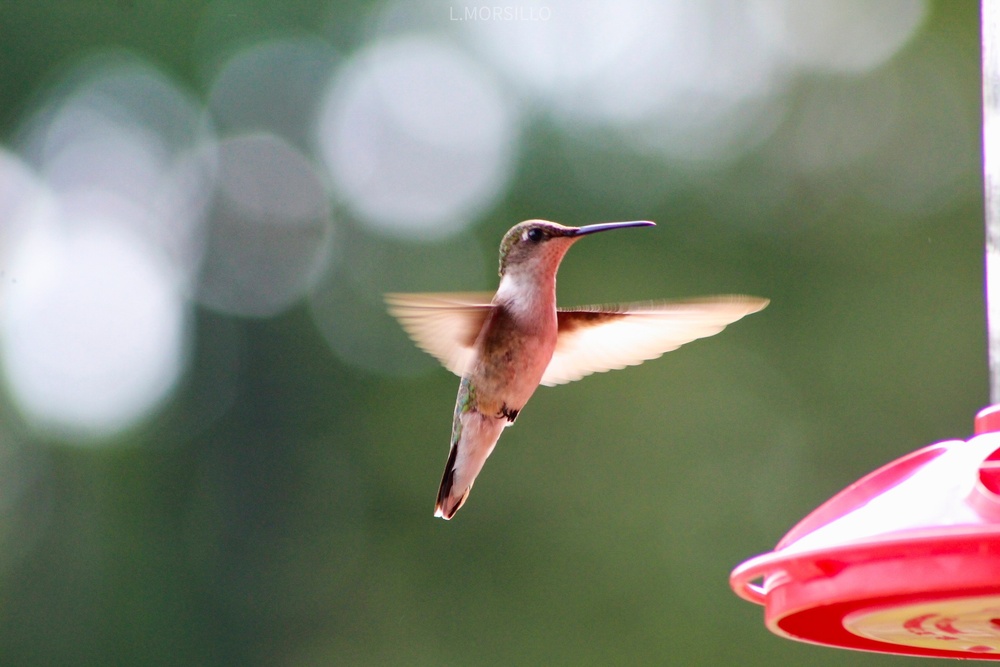 Headwaters Highlight: Rangers welcome bird watchers to Berlin Lake as a growing birding hotspot