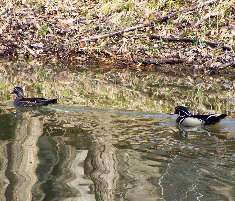 Headwaters Highlight: Rangers welcome bird watchers to Berlin Lake as a growing birding hotspot