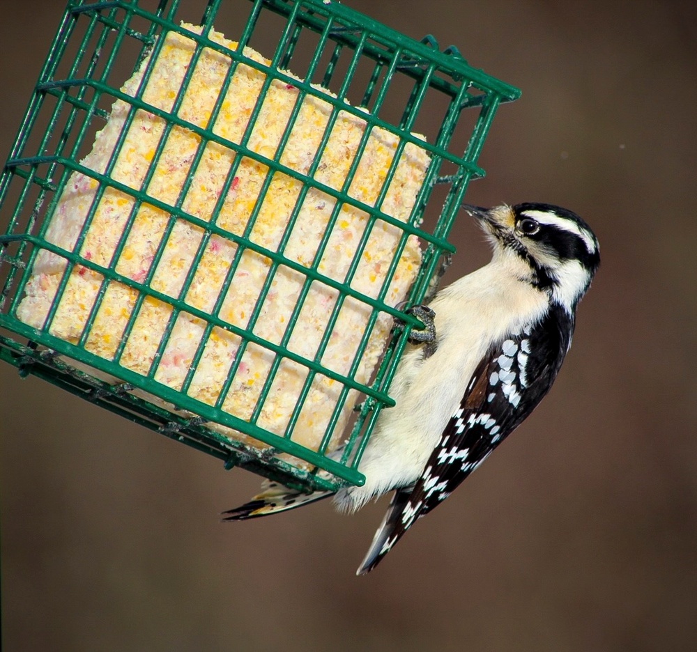 Headwaters Highlight: Rangers welcome bird watchers to Berlin Lake as a growing birding hotspot