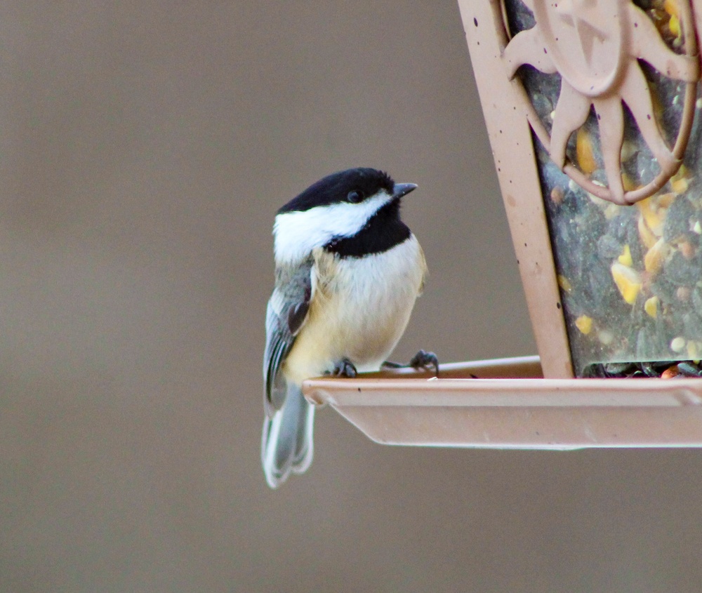 Headwaters Highlight: Rangers welcome bird watchers to Berlin Lake as a growing birding hotspot