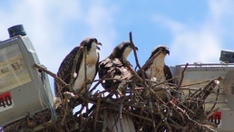 Headwaters Highlight: Rangers welcome bird watchers to Berlin Lake as a growing birding hotspot