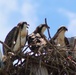 Headwaters Highlight: Rangers welcome bird watchers to Berlin Lake as a growing birding hotspot