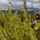 1st ANGLICO supports Exercise Distant Frontier 1st ANGLICO supports Exercise Distant Frontier