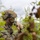 1st ANGLICO supports Exercise Distant Frontier 1st ANGLICO supports Exercise Distant Frontier