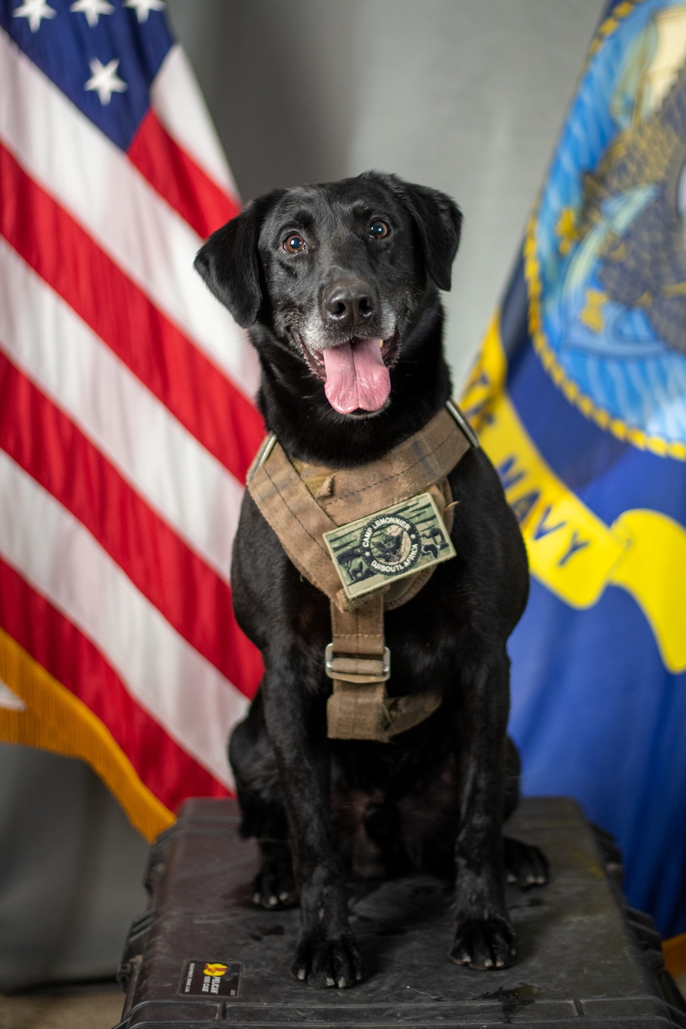 Camp Lemonnier's MWD's Security Department Pose for Portraits