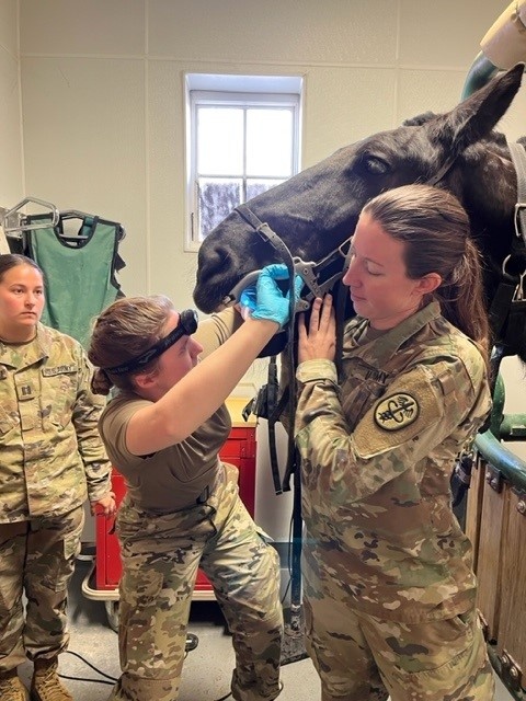 Keep Fluffy, Fido, and Yourself Safe from Bug-borne Illnesses