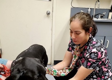 Keep Fluffy, Fido, and Yourself Safe from Bug-borne Illnesses