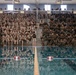 Alpha Company Swim Qualification