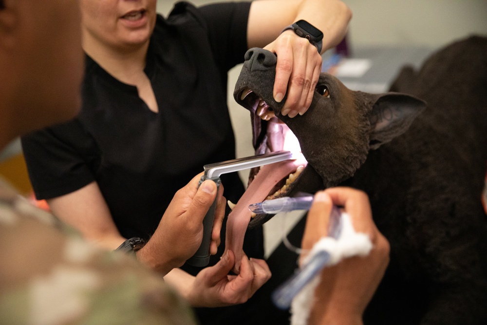 Army Soldier performs Canine TCCC