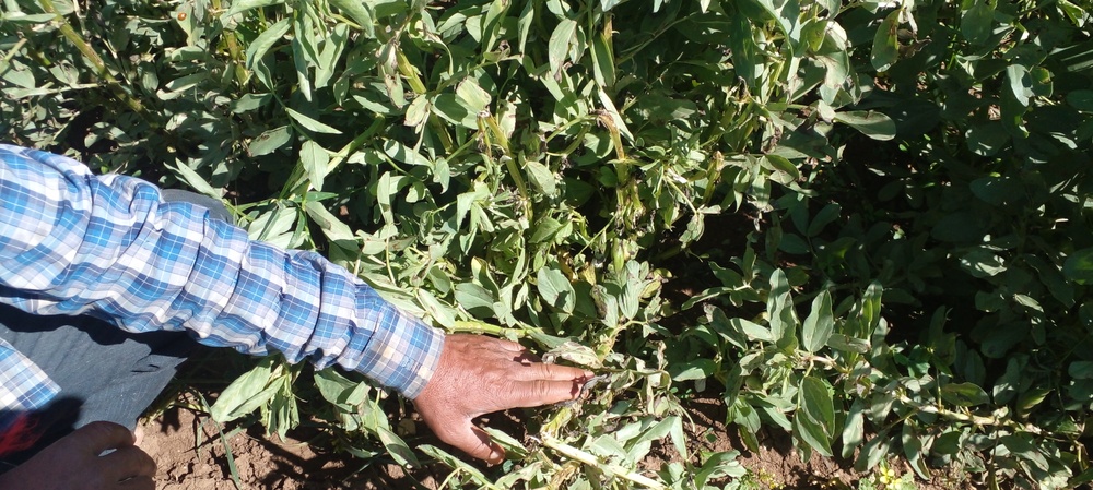 USAID’s Quick Action Helps Farmers in Northeast Syria Mitigate Crop Damage From Severe Storm