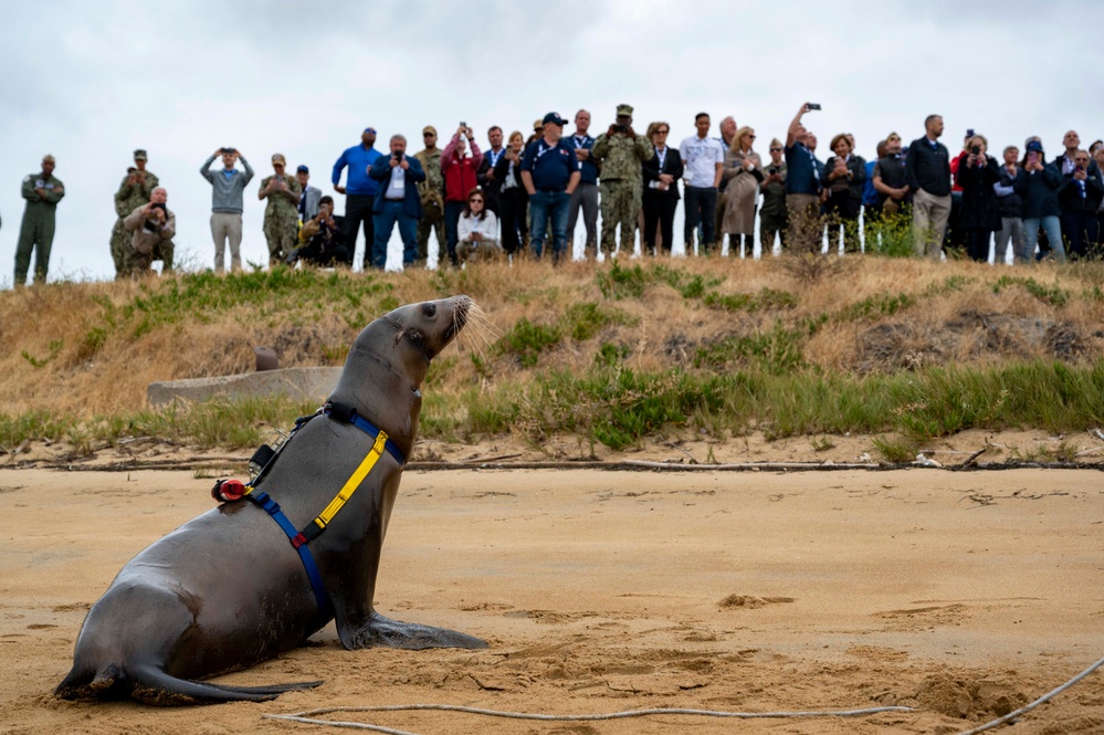 NERE23 Participants Experience Marine Mammal Program Courtesy of NIWC Pacific