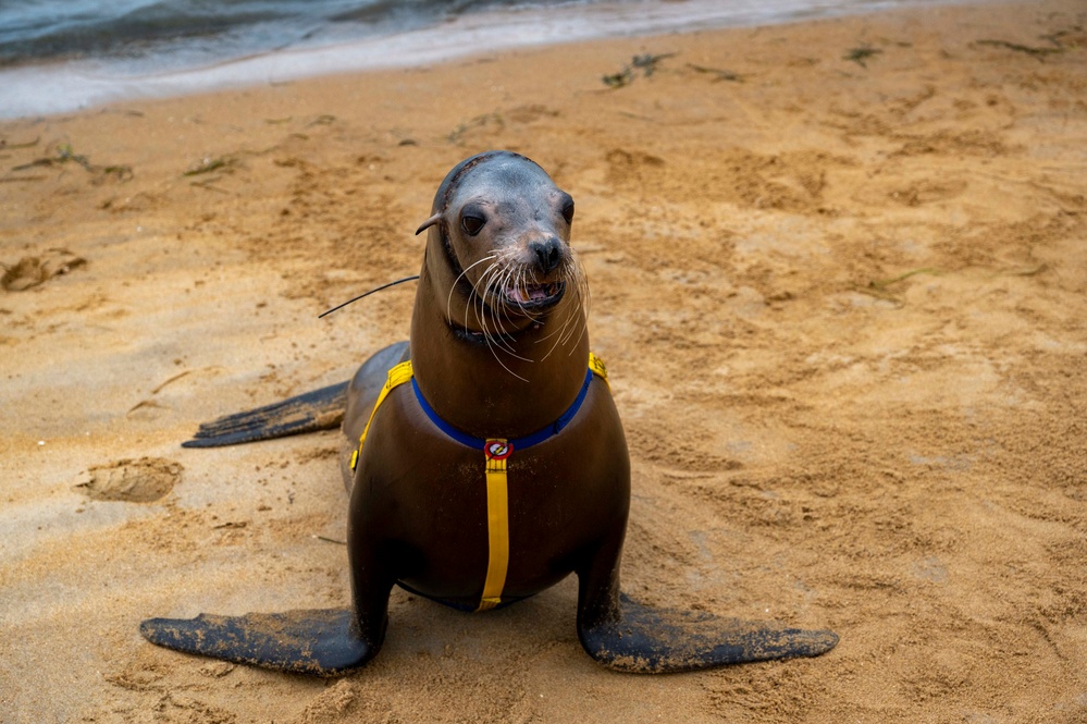 NERE23 Participants Experience Marine Mammal Program Courtesy of NIWC Pacific