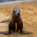 NERE23 Participants Experience Marine Mammal Program Courtesy of NIWC Pacific